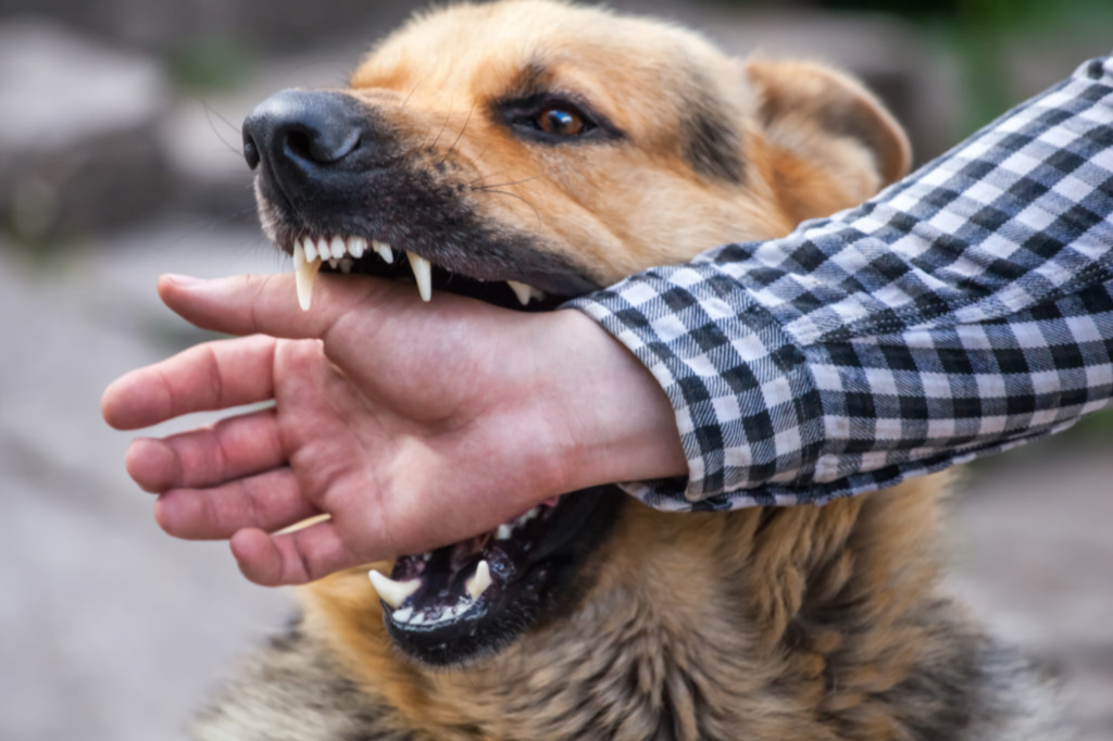Animal Bites