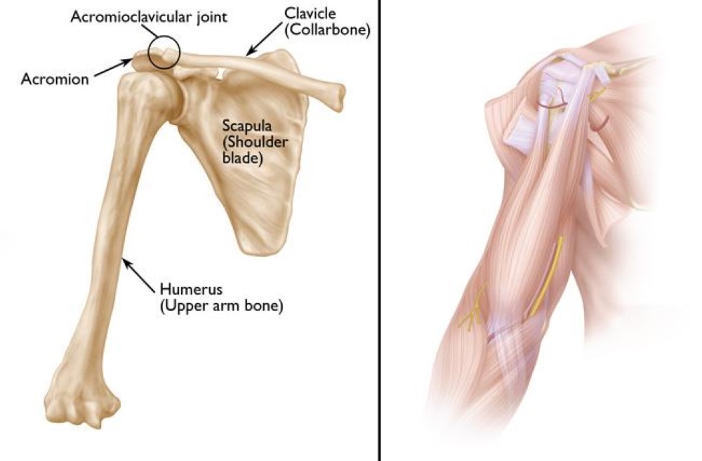 Scapular (Shoulder Blade) Disorders