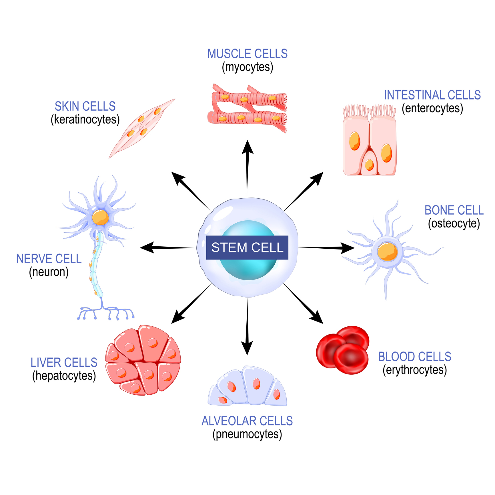 Use of Stem Cells in Orthopaedics